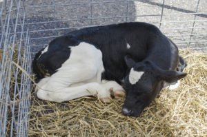 A calf from Devooght FarmsA calf from Devooght Farms