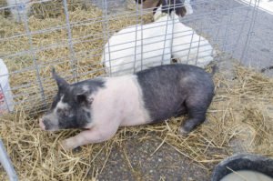 This pig was extremely happy to get some attention!