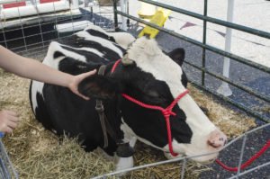 The large dairy cow from Devooght Farms