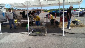 Thanks to Devooght Farms for bringing out their animals!